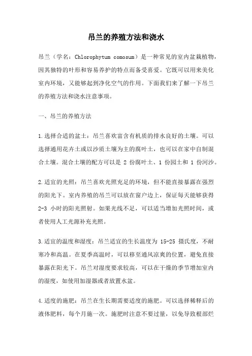 吊兰的养殖方法和浇水