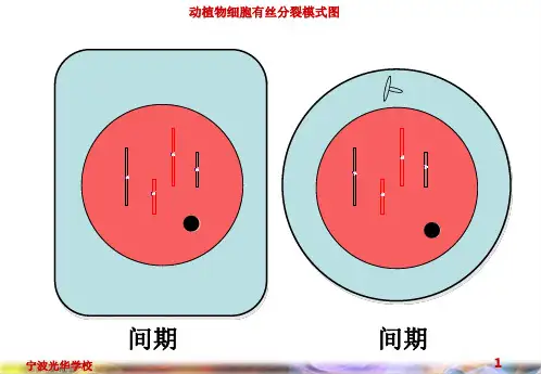 高中生物人教版必修1 植物细胞的有丝分裂过程 课件
