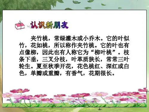 夹竹桃课件4西师大版四年级上册语文