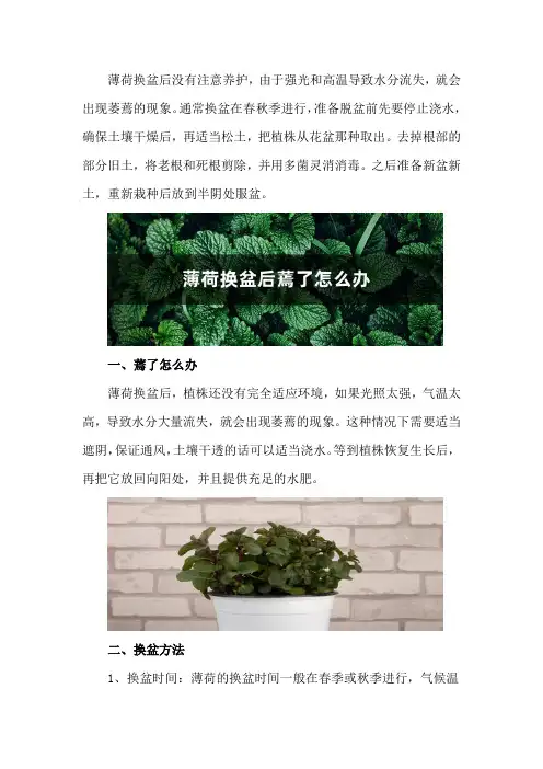 薄荷换盆后蔫了怎么办,薄荷换盆正确方法