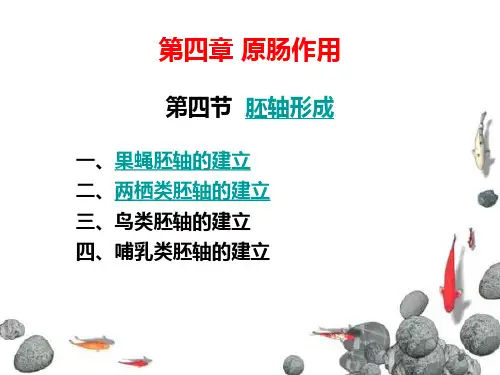 第四章(二)胚轴形成