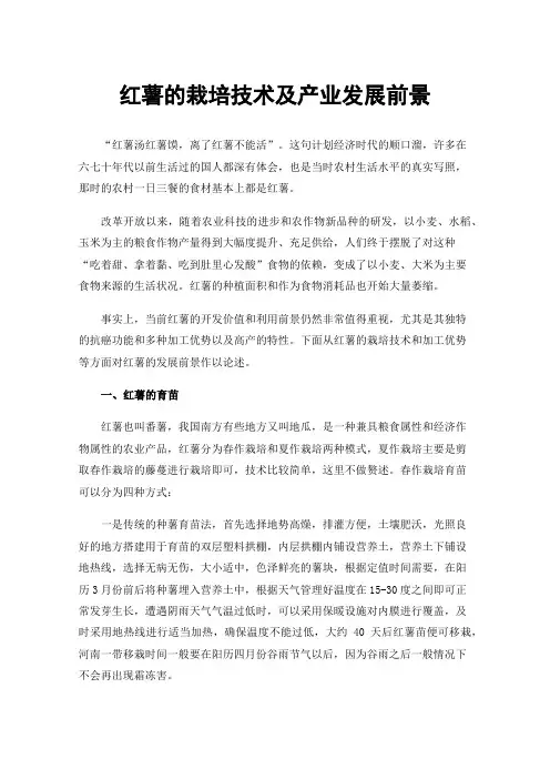 红薯的栽培技术及产业发展前景