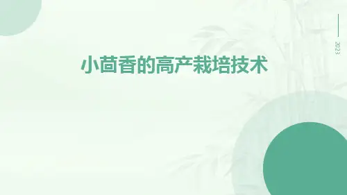 小茴香的高产栽培技术