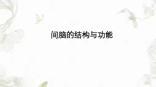 丘脑结构及功能课件