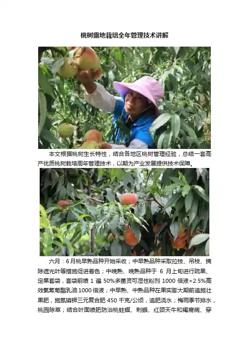 桃树露地栽培全年管理技术讲解
