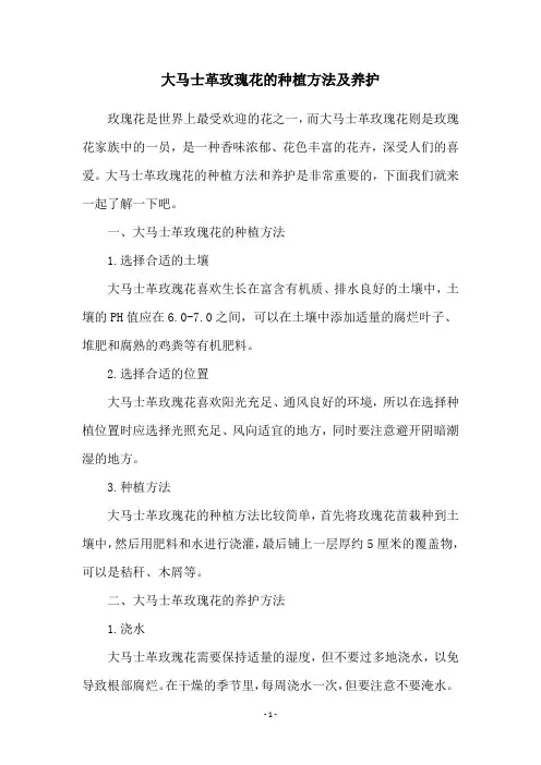 大马士革玫瑰花的种植方法及养护