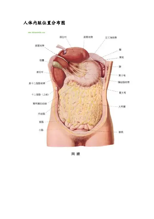 人体内脏器官分布图