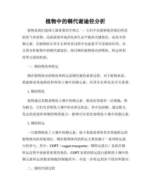 植物中的铜代谢途径分析