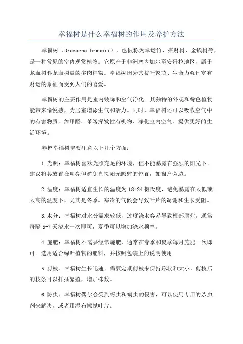 幸福树是什么幸福树的作用及养护方法