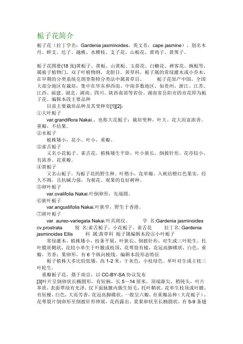 栀子花简介