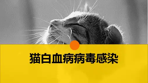 猫的病毒性传染病(猫白血病病毒感染)-宠物医生课件