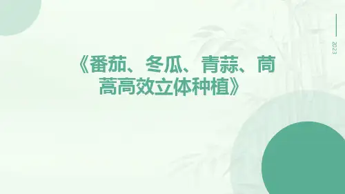 番茄、冬瓜、青蒜、茼蒿高效立体种植