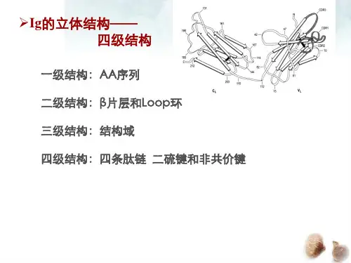 第三章抗体