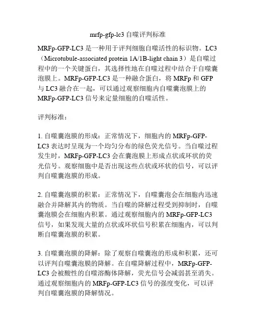 mrfp-gfp-lc3自噬评判标准