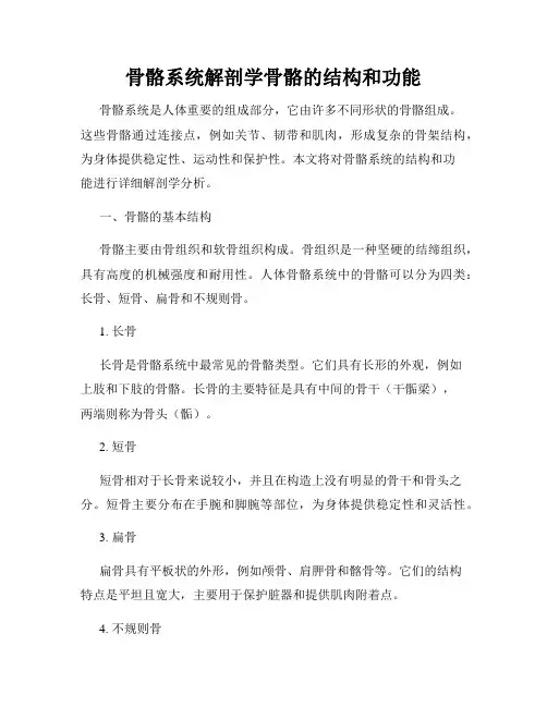 骨骼系统解剖学骨骼的结构和功能
