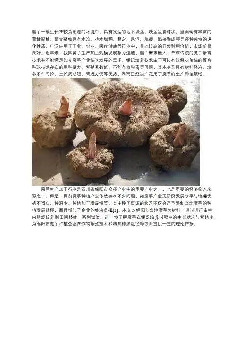 魔芋组织培养及移栽技术