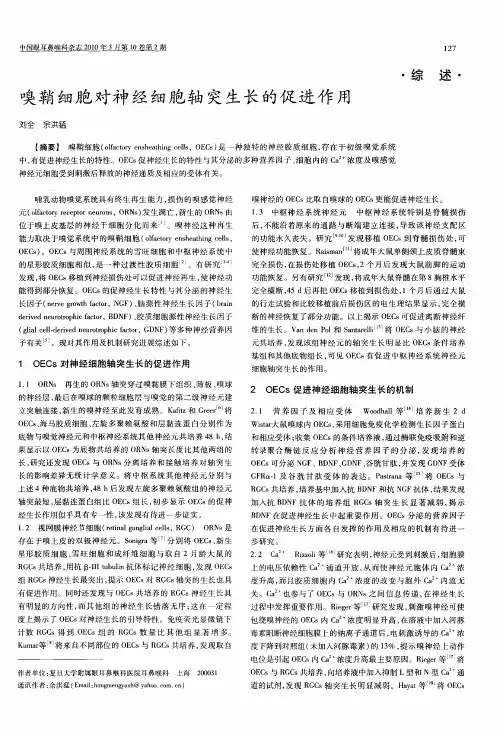 嗅鞘细胞对神经细胞轴突生长的促进作用