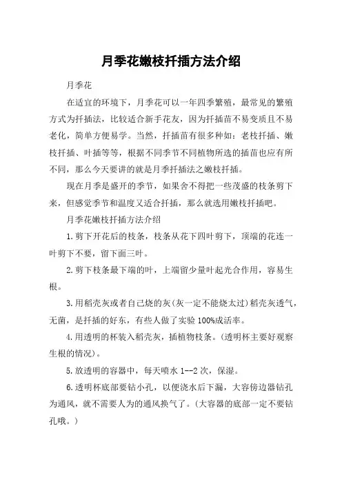 月季花嫩枝扦插方法介绍