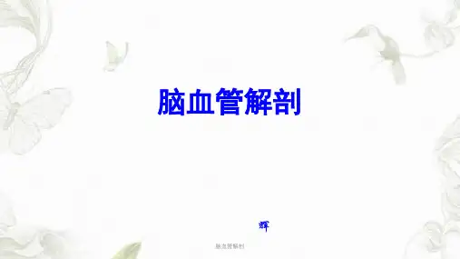 脑血管解剖ppt课件