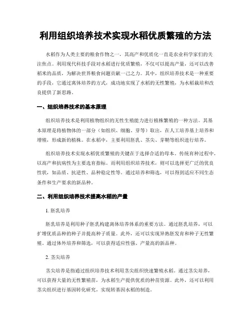 利用组织培养技术实现水稻优质繁殖的方法