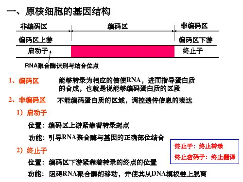 真核细胞与原核细胞基因结构的比较