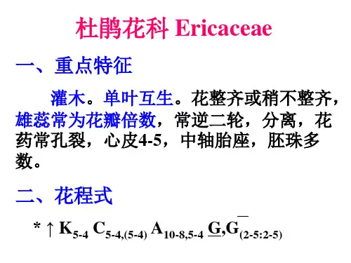 杜鹃花科