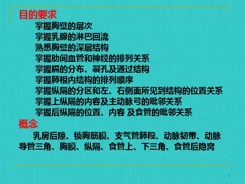 局部解剖学胸部
