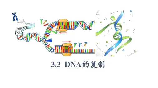 3-3 DNA的复制  课件 高一下学期生物人教版必修2