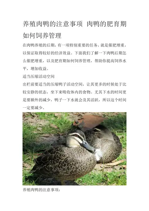 养殖肉鸭的注意事项 肉鸭的肥育期如何饲养管理