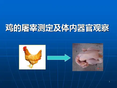 家禽的屠宰和屠宰率的测定方法 ppt课件