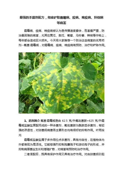 最强的杀菌剂配方，彻底铲除霜霉病、疫病、晚疫病、猝倒病等病害