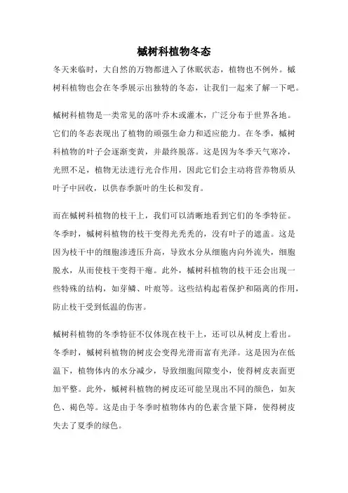 槭树科植物冬态