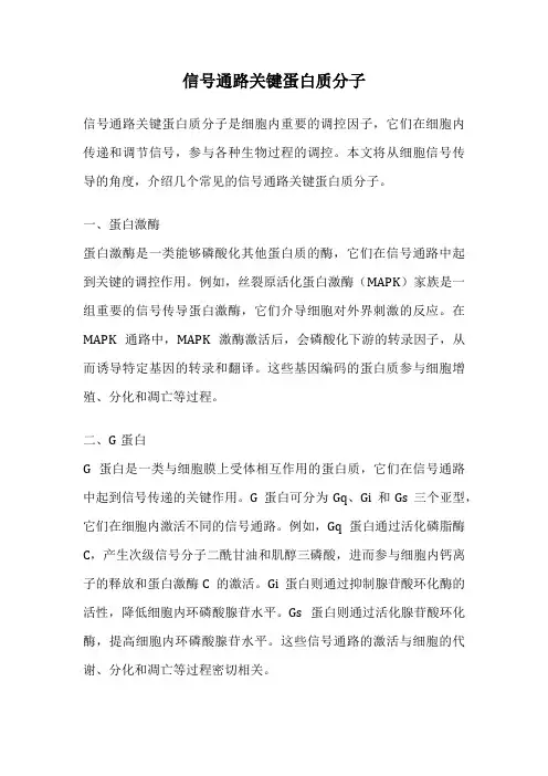 信号通路关键蛋白质分子