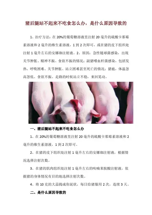 猪后腿站不起来不吃食怎么办,是什么原因导致的
