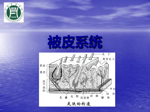 家畜被皮系统ppt课件