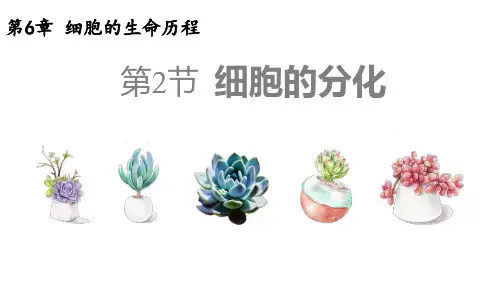 细胞的分化ppt课件