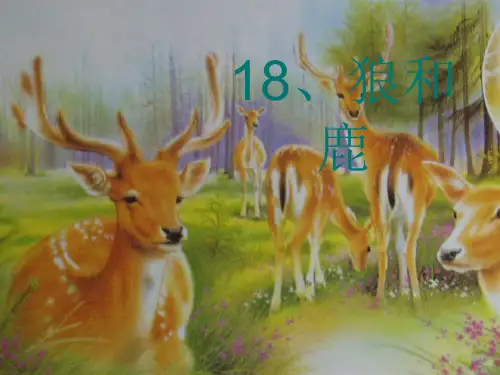 狼和鹿PPT课件