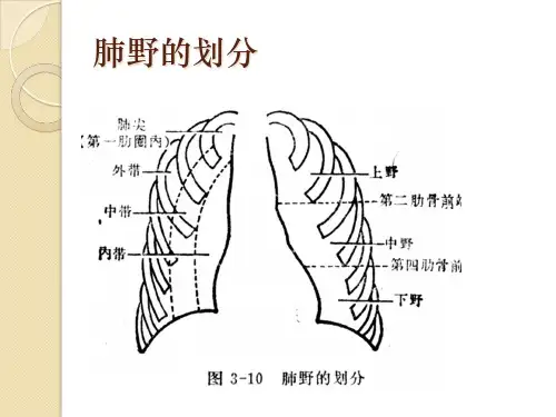 如何在CT上区分肺叶和肺段