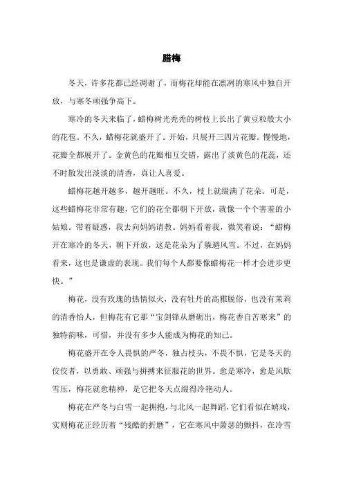 三年级腊梅作文300字