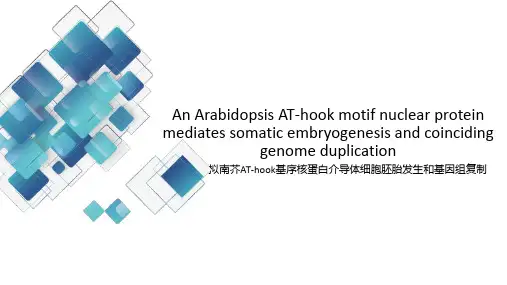拟南芥AT-hook基序核蛋白介导体细胞胚胎发生和基因组复制PPT
