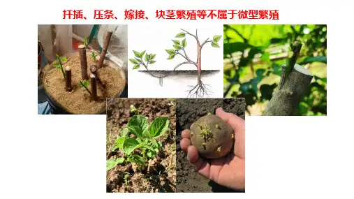 动物细胞工程课件高二下学期生物人教版选择性必修3