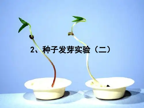 五年上科学  一单元  种子发芽实验(二)