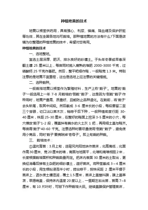 种植地黄的技术