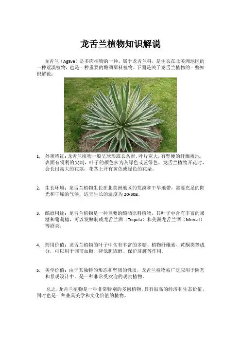 龙舌兰植物知识解说