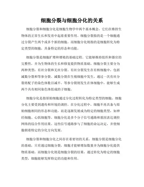 细胞分裂与细胞分化的关系