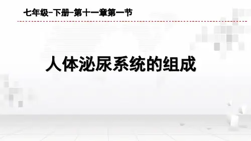 苏教版初中生物七年级下册课件-4.11.1 人体泌尿系统的组成1