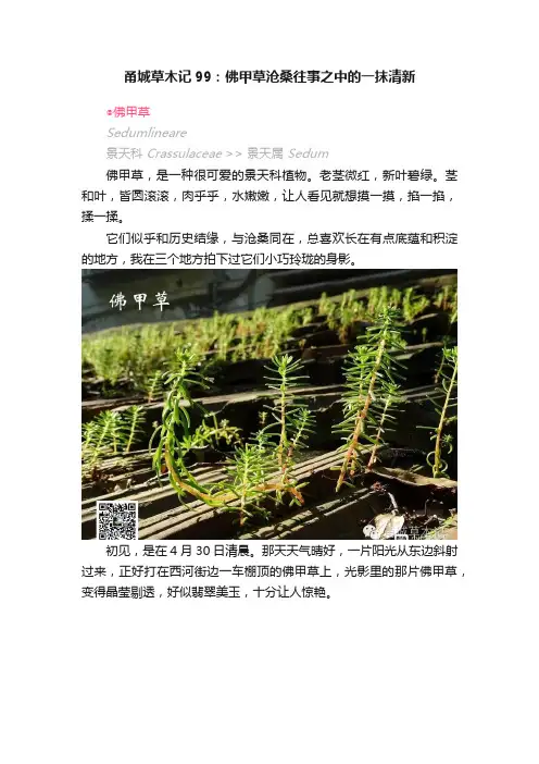 甬城草木记99：佛甲草沧桑往事之中的一抹清新