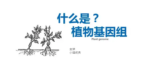 植物基因组  ppt课件