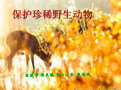 《保护野生动物》ppt课件