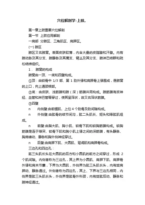穴位解剖学-上肢。